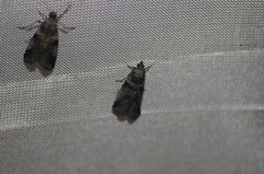 Acrobasis tricolorella