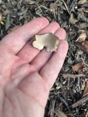 Entoloma vernum