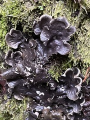 Peltigera polydactylon