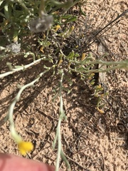 Chrysocephalum semipapposum