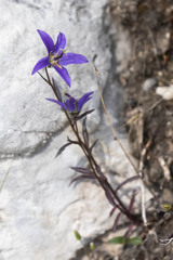 Campanula aurita