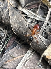 Camponotus floridanus