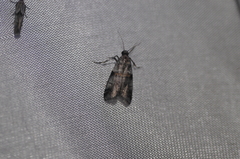 Acrobasis tricolorella