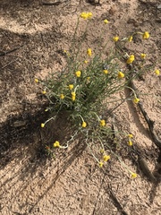 Chrysocephalum semipapposum