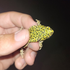 Anaxyrus debilis