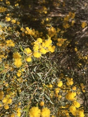 Acacia spinescens