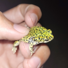 Anaxyrus debilis
