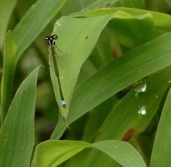 Ischnura capreolus