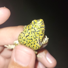 Anaxyrus debilis