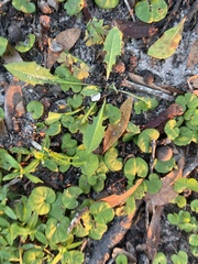 Dichondra carolinensis