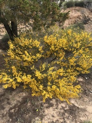 Acacia spinescens