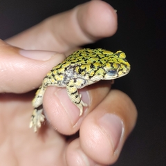 Anaxyrus debilis