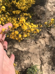 Acacia spinescens