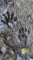 Procyon lotor pacificus