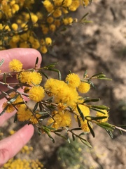 Acacia spinescens