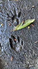 Procyon lotor pacificus