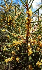 Hakea pachyphylla
