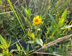 Bidens laevis