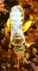 Cockerellia