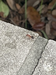 Camponotus floridanus