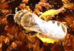 Cockerellia