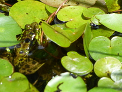 Lithobates septentrionalis