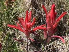 Castilleja integra