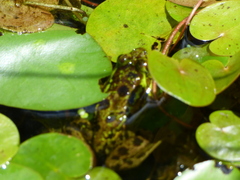 Lithobates septentrionalis