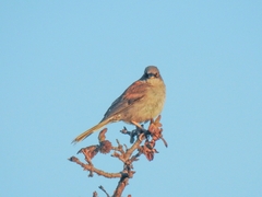 Junco phaeonotus