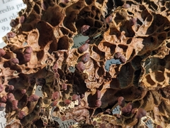 Lobaria anthraspis