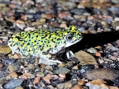 Anaxyrus debilis