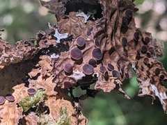 Lobaria anthraspis
