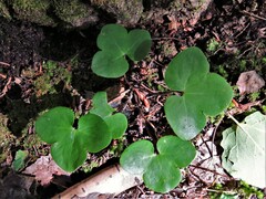 Hepatica nobilis
