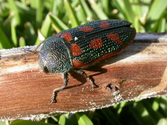 Stigmodera cancellata