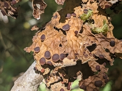 Lobaria anthraspis