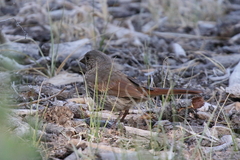 Passerella iliaca