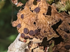 Lobaria anthraspis