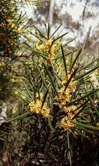 Hakea pachyphylla