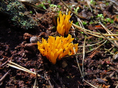 Calocera viscosa