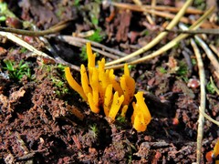 Calocera viscosa