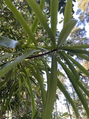 Podocarpus