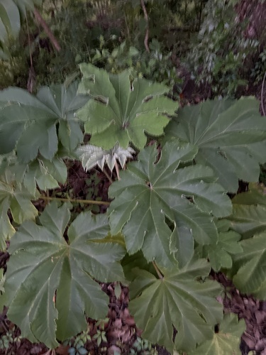 Tetrapanax papyrifer