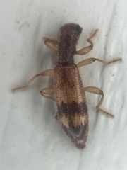 Cymatodera undulata