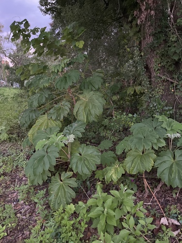 Tetrapanax papyrifer