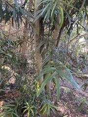 Podocarpus