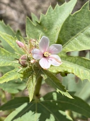 Jatropha macrorhiza