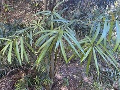 Podocarpus