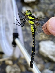 Planaeschna shanxiensis