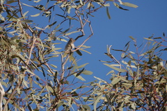 Pardalotus rubricatus