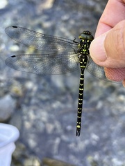 Planaeschna shanxiensis